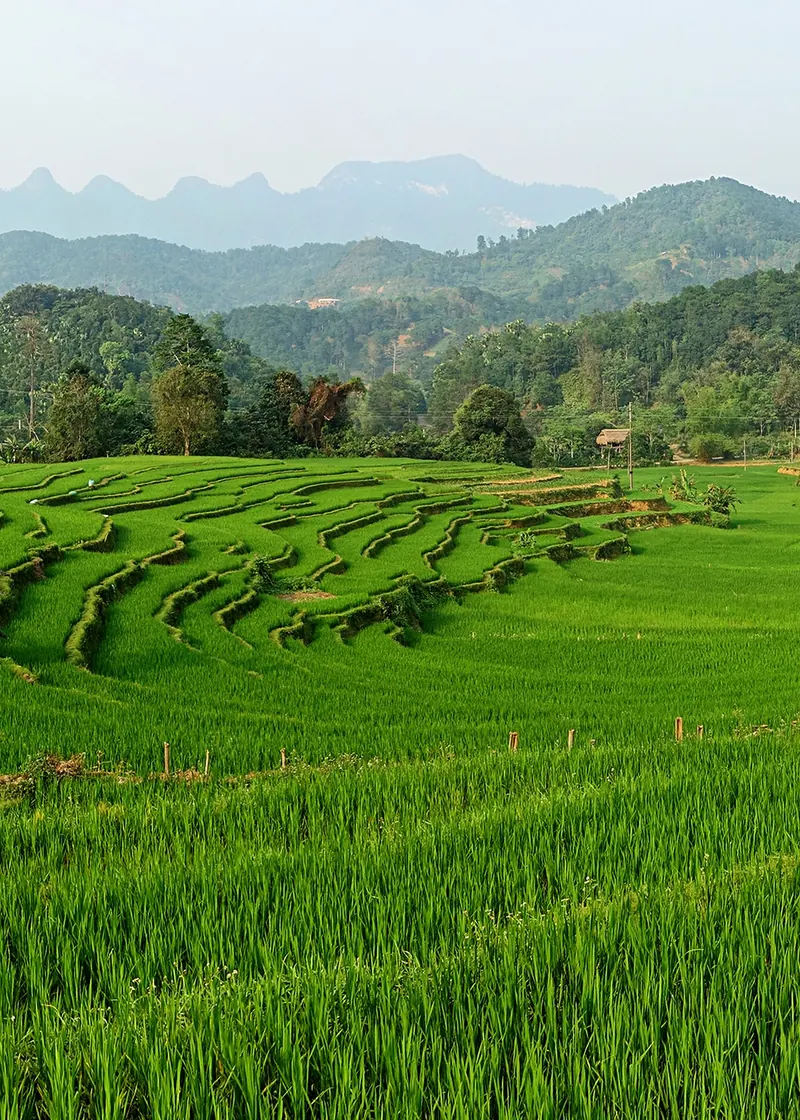 Risaie a terrazza nella provincia di Hà Giang, Vietnam
