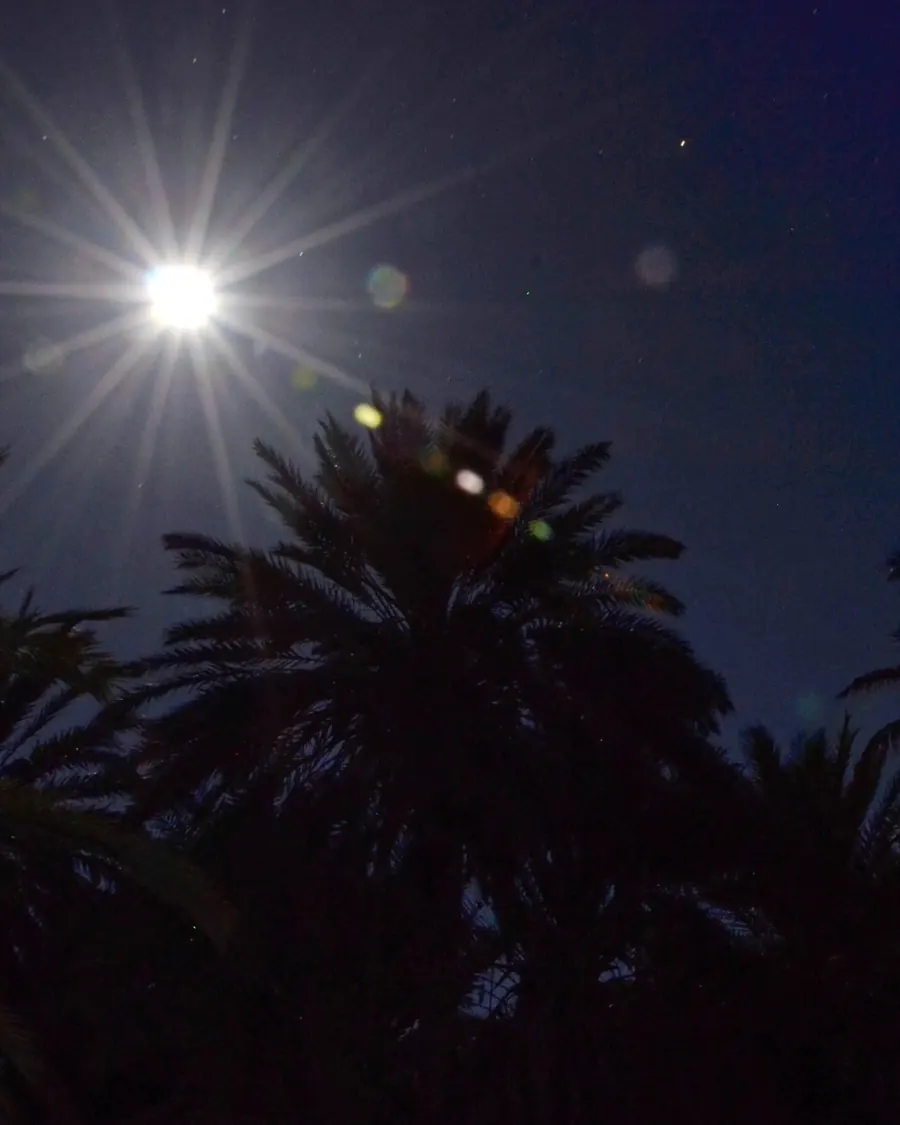 Palme e luna nella notte del deserto