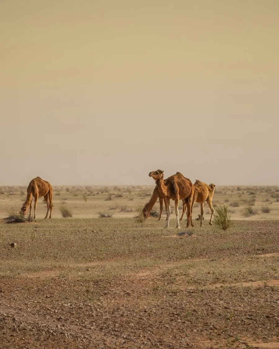 Dromedari nella steppa del sud tunisino
