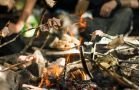 Partecipanti al corso di sopravvivenza nel bosco vicino al Garda